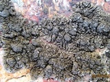 Xanthoparmelia verruculifera image