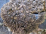 Xanthoparmelia verruculifera image