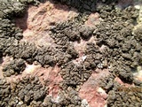 Xanthoparmelia verruculifera image