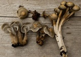 Mycena overholtsii image