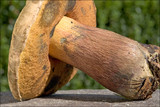Boletus luridus image