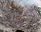 Xanthoparmelia pulla image