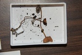 Psilocybe hopii image