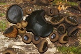 Bulgaria inquinans image
