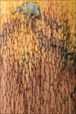 Boletus luridus image