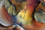Boletus luridus image