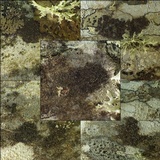 Rinodina sophodes image
