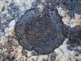 Rinodina aspersa image