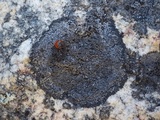 Rinodina aspersa image