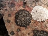 Rinodina aspersa image