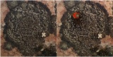 Rinodina aspersa image