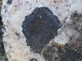 Rinodina aspersa image