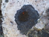 Rinodina aspersa image