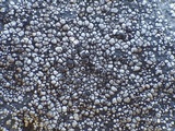 Rinodina atrocinerea image