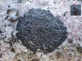 Rinodina atrocinerea image