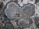 Rinodina atrocinerea image