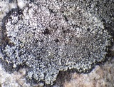 Rinodina atrocinerea image