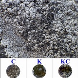Rinodina atrocinerea image