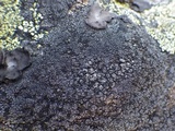 Rinodina parasitica image