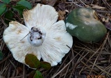Russula variata image
