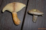 Lactarius chelidonium image