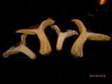 Lactarius chelidonium image