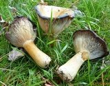 Lactarius chelidonium image