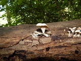 Pleurotus pulmonarius image