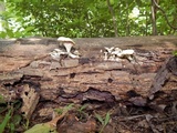 Pleurotus pulmonarius image