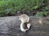 Pleurotus pulmonarius image