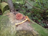 Tricholomopsis rutilans image
