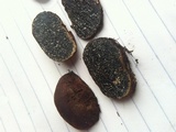 Melanogaster tuberiformis image