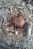 Melanogaster tuberiformis image
