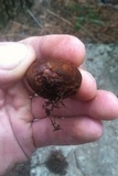 Melanogaster tuberiformis image