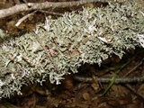 Platismatia glauca image