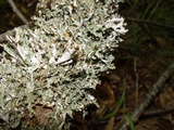 Platismatia glauca image