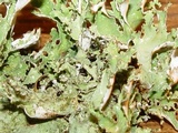 Platismatia glauca image