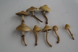Leratiomyces magnivelaris image