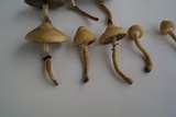 Leratiomyces magnivelaris image