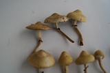 Leratiomyces magnivelaris image