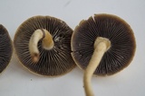 Leratiomyces magnivelaris image
