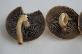 Leratiomyces magnivelaris image