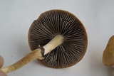 Leratiomyces magnivelaris image