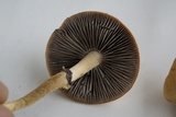 Leratiomyces magnivelaris image