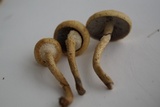 Leratiomyces magnivelaris image