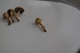 Leratiomyces magnivelaris image