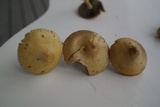 Leratiomyces magnivelaris image