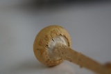 Leratiomyces magnivelaris image