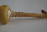 Leratiomyces magnivelaris image