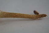 Leratiomyces magnivelaris image